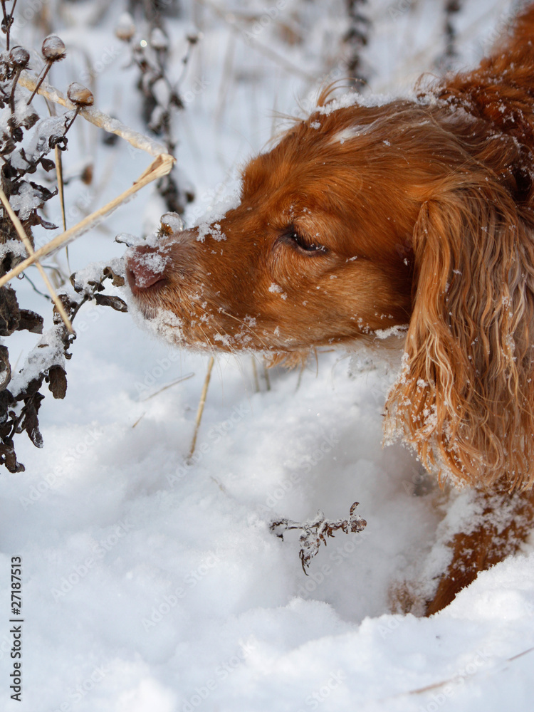 Schnuppernder Hund im Schnee – Stock-Foto | Adobe Stock