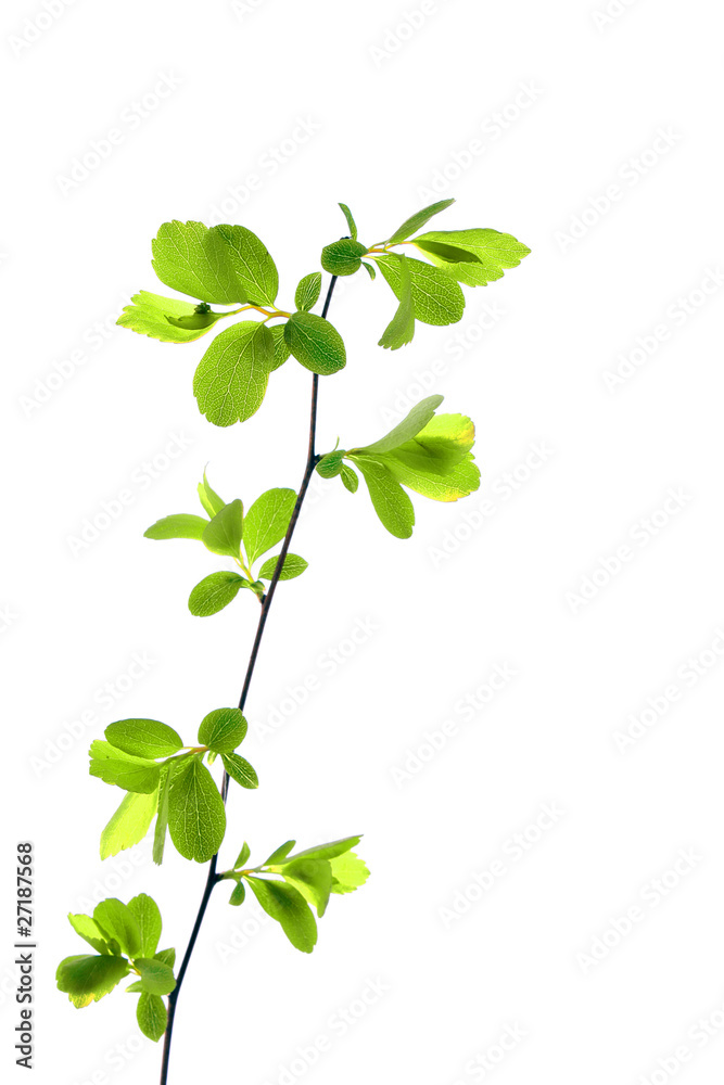 Green plant isolated on white Green plant isolated on white