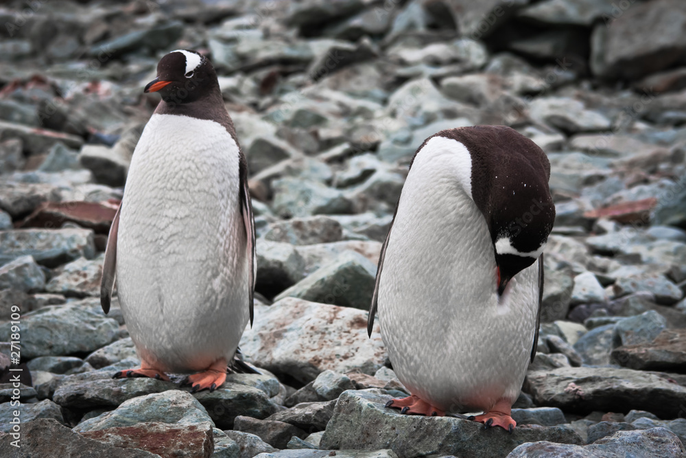 Fototapeta premium .two identical penguins