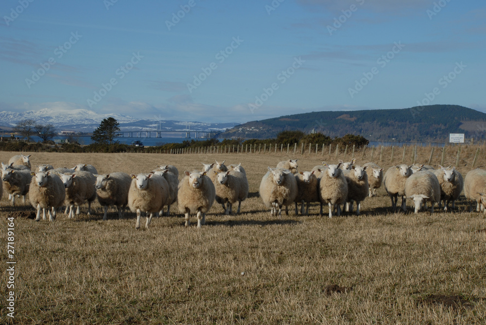 Obraz premium Schottisches Hochland 3