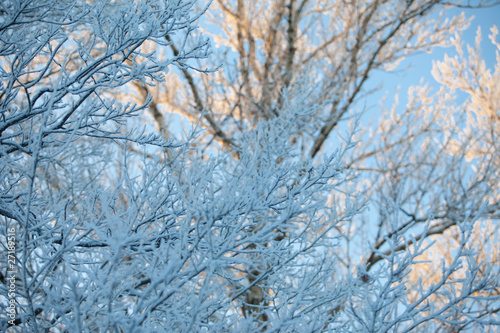 Winter © Ulia Koltyrina