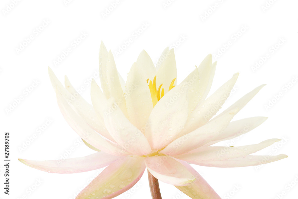 Beautiful water lily close-up