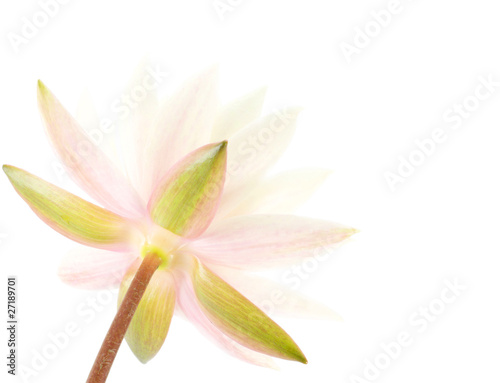 Beautiful water lily close-up