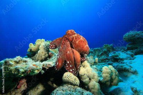 Reef Octopus (Octopus cyaneus)