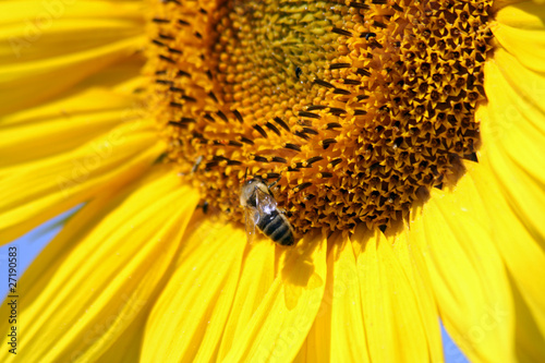 bee on sunflower blossom under sun light