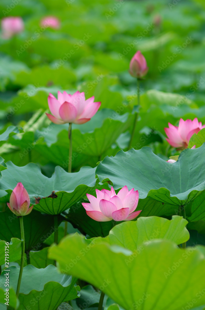 blooming lotus flower blooming lotus flower