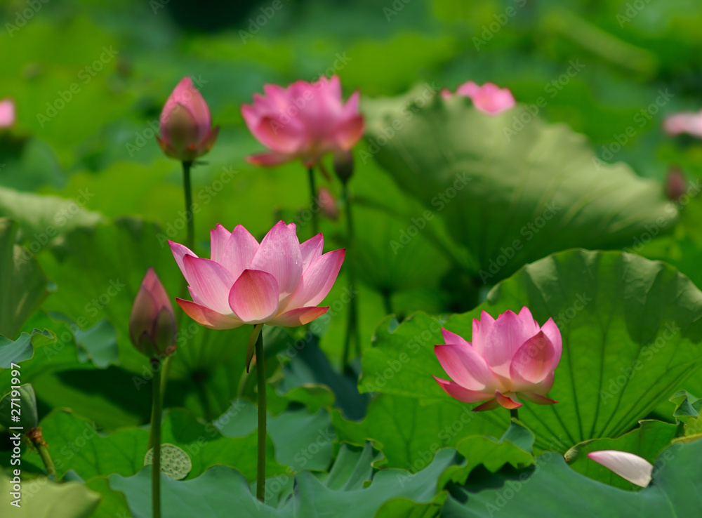 beautiful lotus beautiful lotus