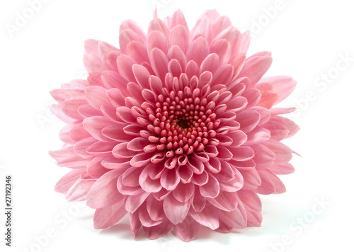 Obraz na płótnie chrysanthemum flower