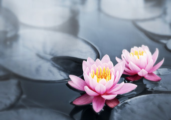 Acrylglasbilder Wasserlilien Lotusblüten im asiatischen Teich  © Elenathewise