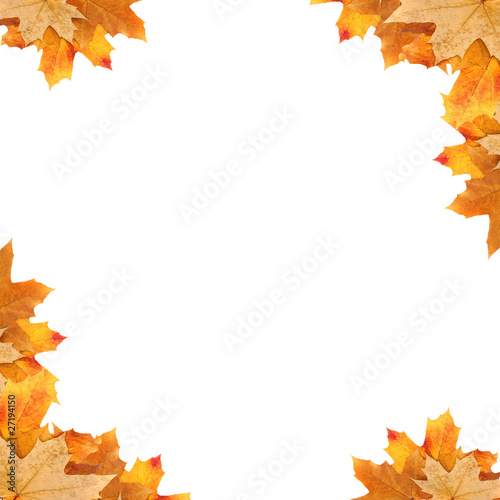 frame maple leaves