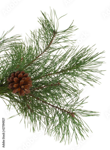 pine branches and cones