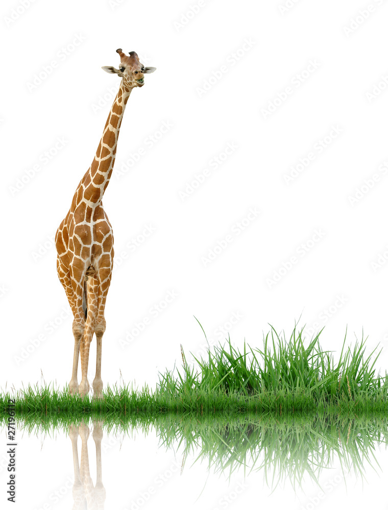 giraffe with green grass isolated