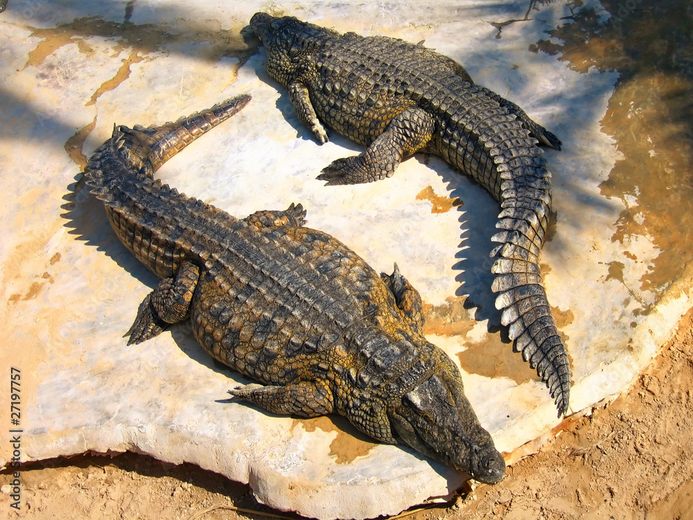 The crocodiles on the farm on Djerba Island, Tunisia The crocodiles on the farm on Djerba Island, Tunisia