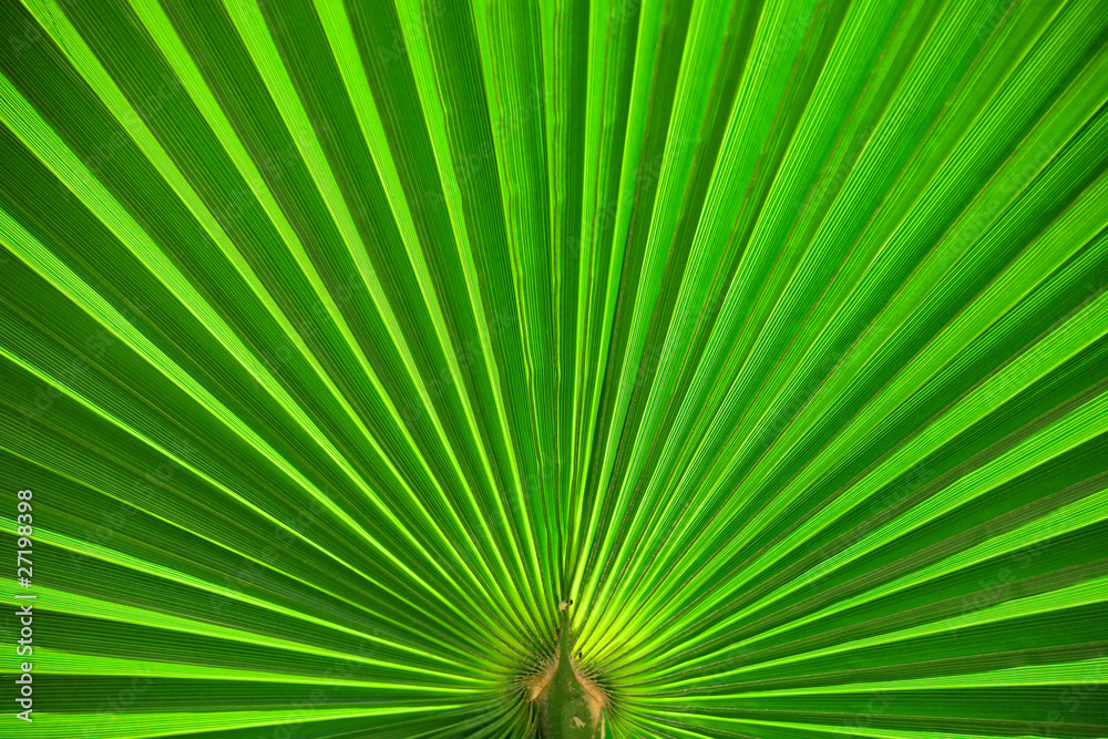 Fototapeta premium Palm leaf closeup green abstract background