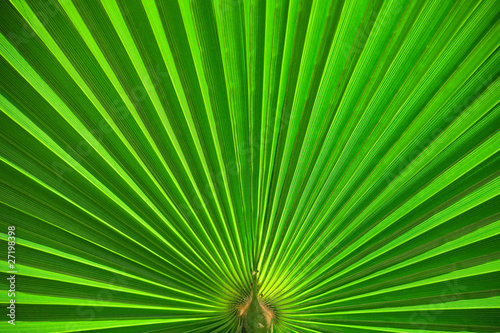 Palm leaf closeup green abstract background