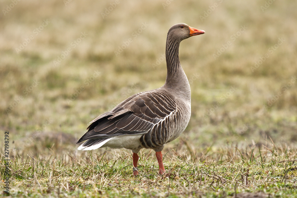 Oie cendrée - Anser anser - Greylag goose