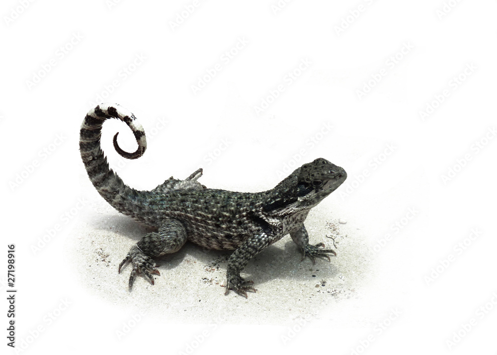 Naklejka premium Echse