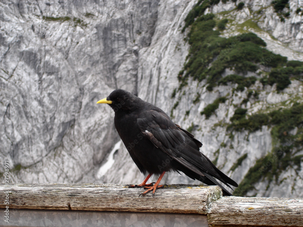 Alpendohle Alpendohle