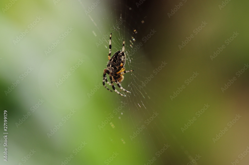 Spinne Spinne