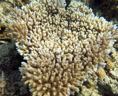 Coral reef in Egypt