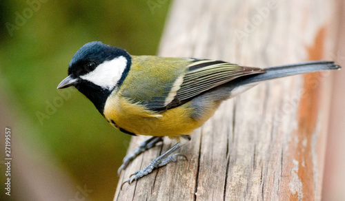 Titmouse