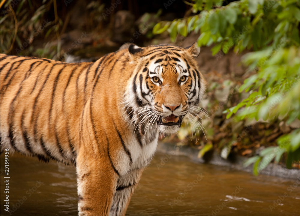 Obraz premium Augen des Tigers