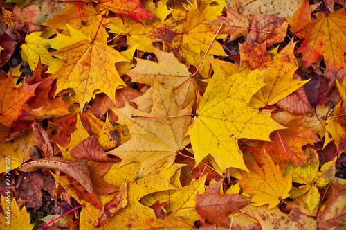 Warm autumn colors background.