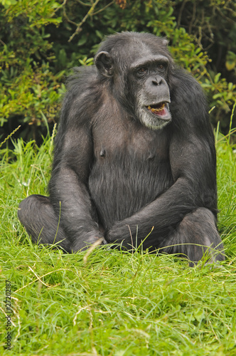 Chimpanzee