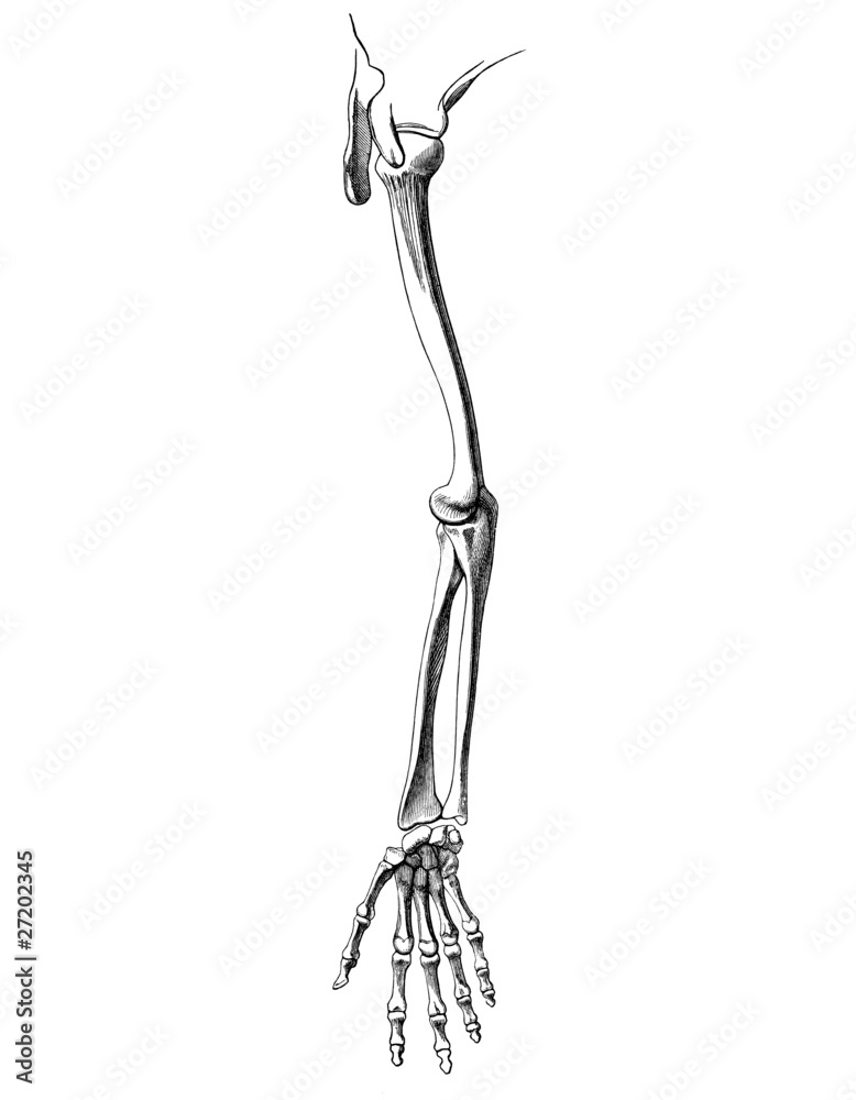 Skelett_arm_4 Skelett_arm_4