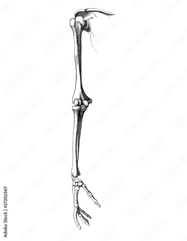 Skelett_arm_1 Skelett_arm_1