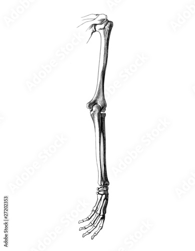 Skelett_arm_3