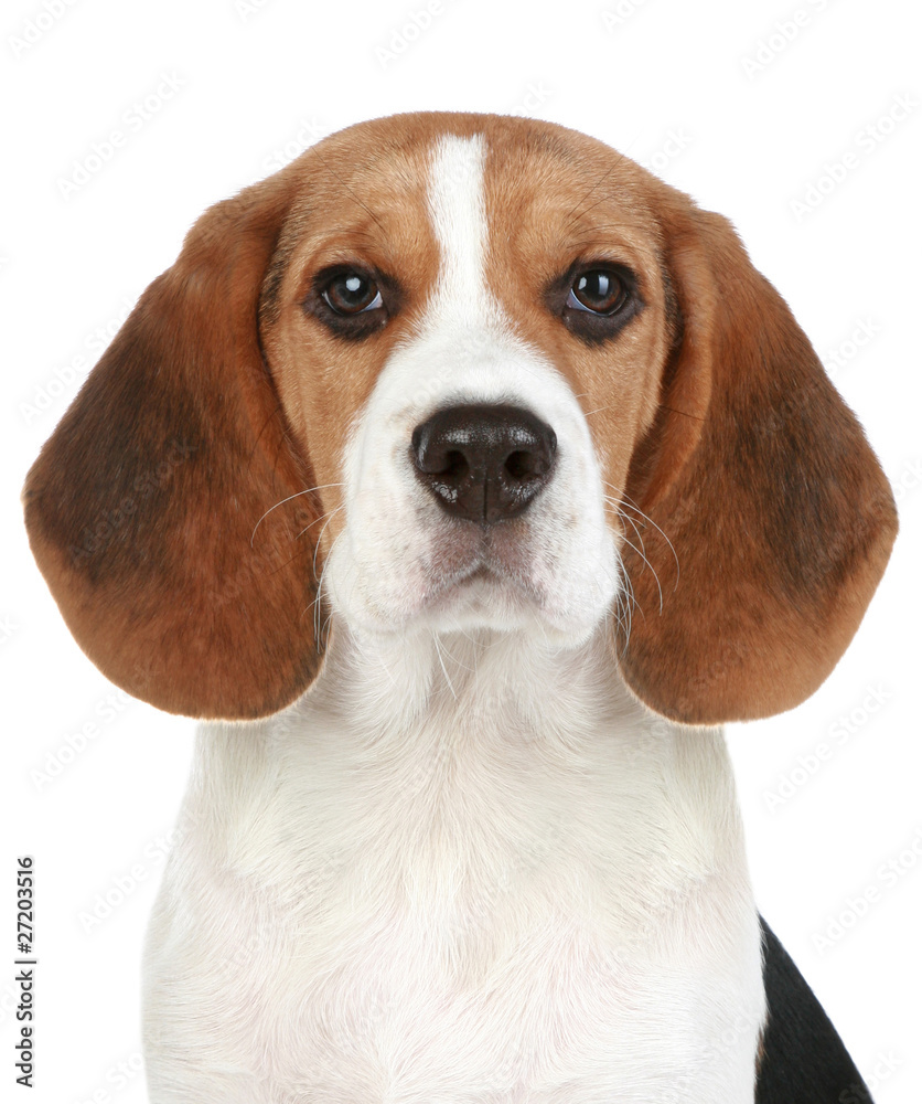 Beagle puppy portrait. Isolated on a white background