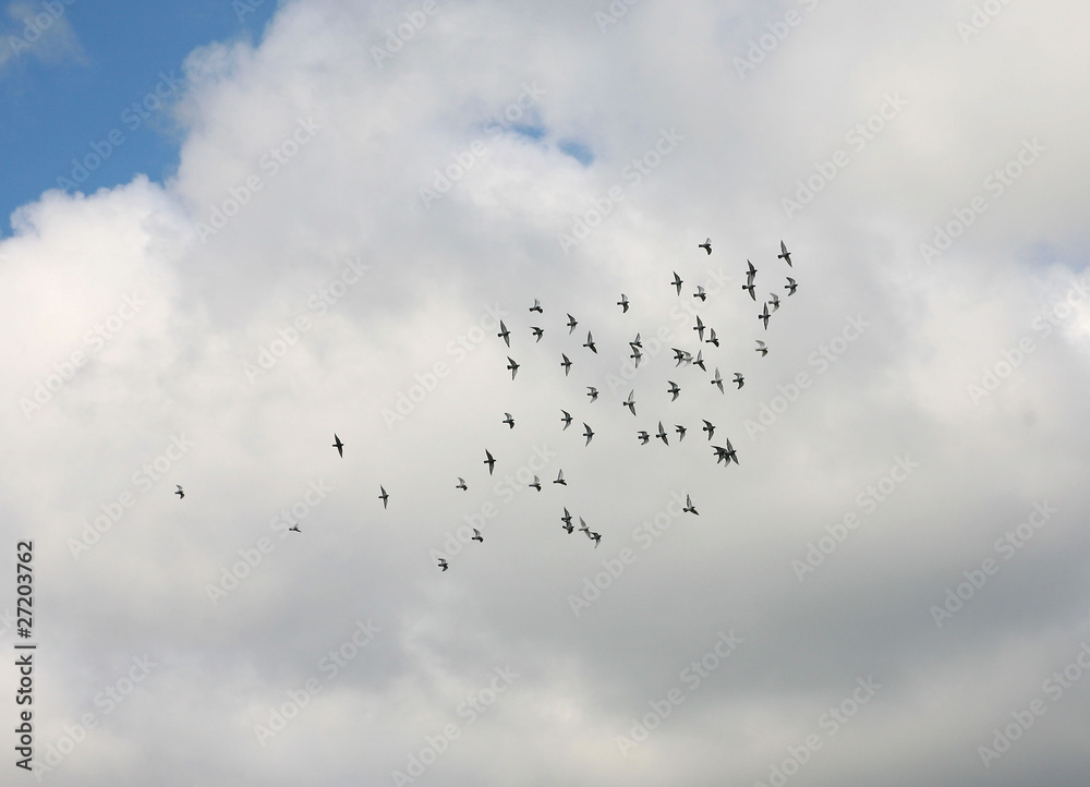 Schwarm fliegender Vögel vor weißer Wolke Schwarm fliegender Vögel vor weißer Wolke