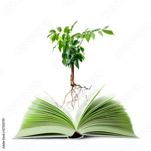 libro in carta riciclata con albero photo