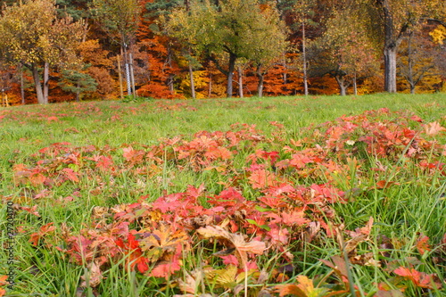 Rote Herbstblätter v. Storchschnabel / Geranium im Herbst