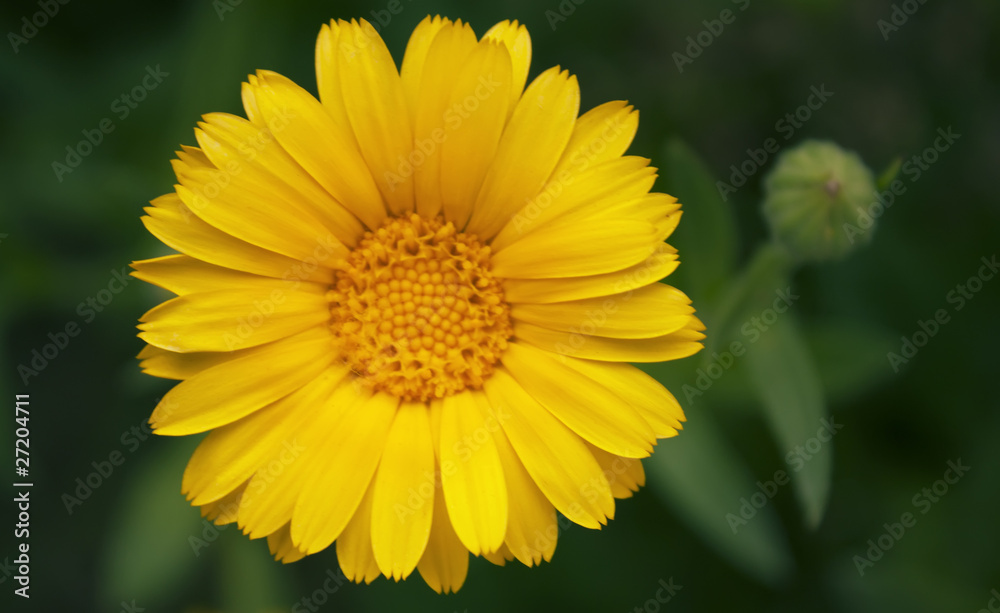 Photo of yellow flower in the garden Photo of yellow flower in the garden
