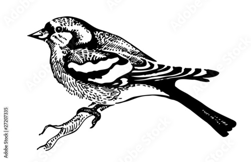 Chaffinch bird, hand-drawn illustration