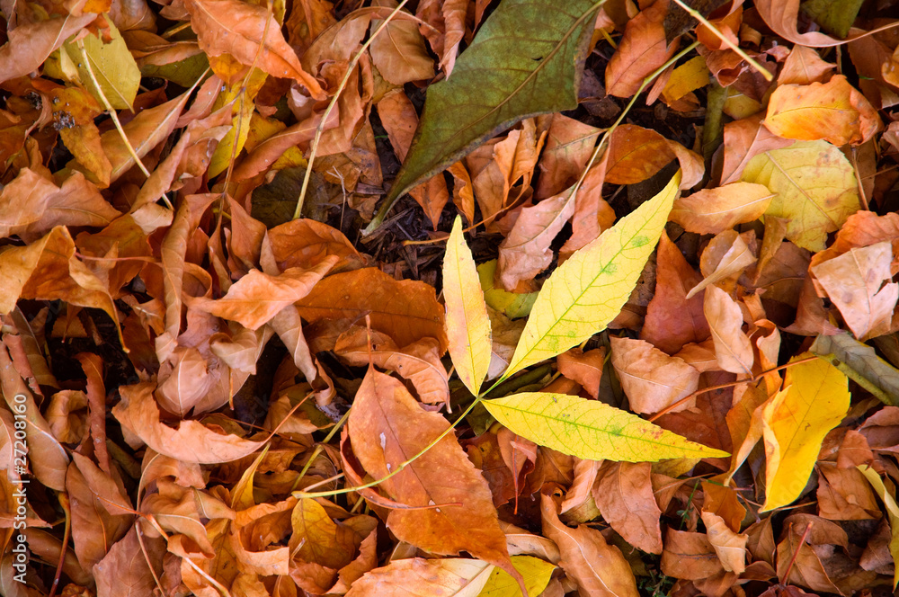 The fallen foliage