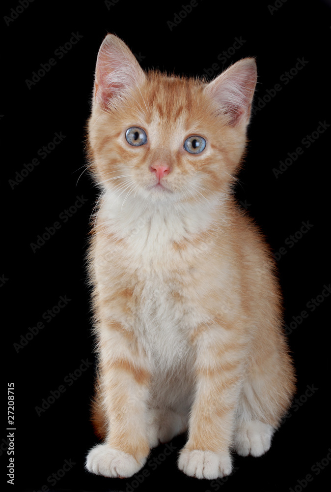 Obraz premium cute little kitten