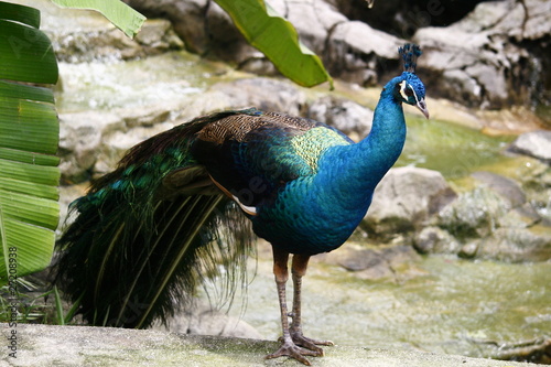 Pavo real