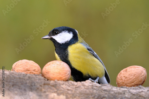 great tit with nuts