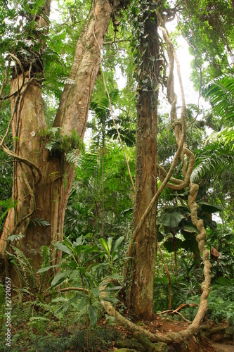 jungle photo