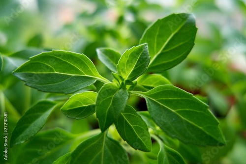 Wallpaper Mural Sweet basil Torontodigital.ca