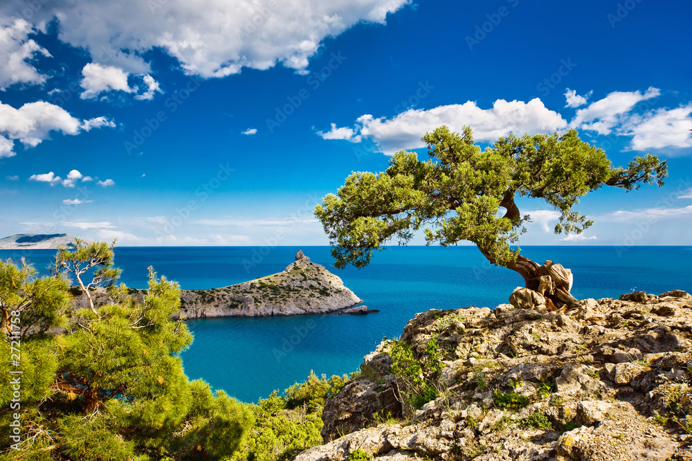 Tree and sea
