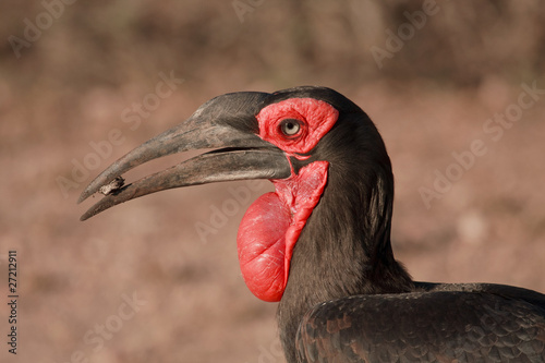 Southern Ground Horbill photo