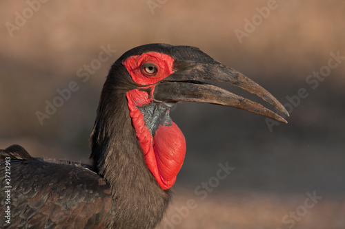 Southern Ground Horbill photo