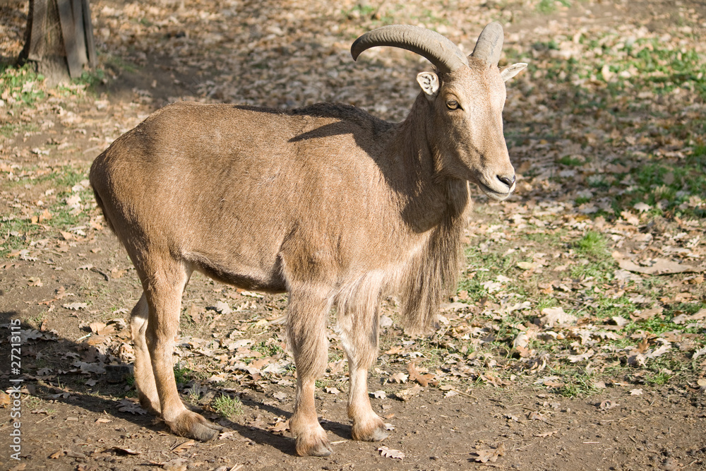 The Barbary Sheep (Ammotragus lervia) The Barbary Sheep (Ammotragus lervia)