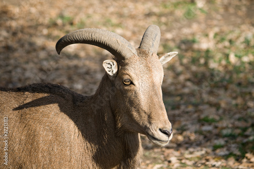 The Barbary Sheep (Ammotragus lervia)