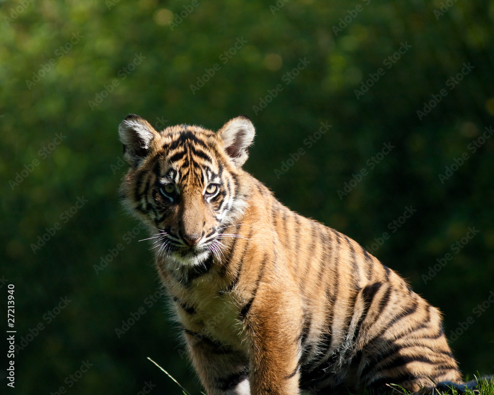 Tiger cub