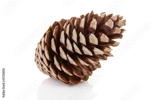 One pine cone over white background
